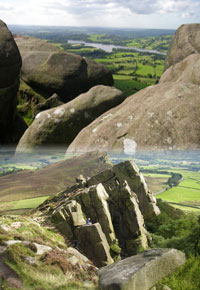 The Roaches